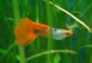 Vier Farben Koi Guppy
