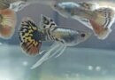 Ribbon Fin Guppys