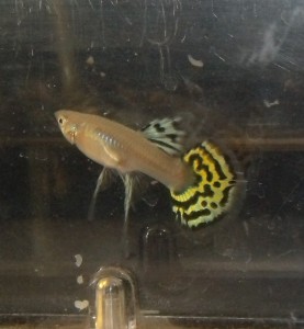 Ribbon Female